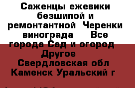 Саженцы ежевики безшипой и ремонтантной. Черенки винограда . - Все города Сад и огород » Другое   . Свердловская обл.,Каменск-Уральский г.